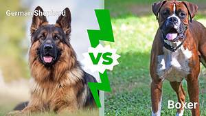 German Shepherd vs Boxer: 3 Key Differences Explained Picture