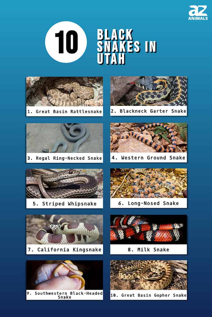 Infographic of 10 Black Snakes in Utah