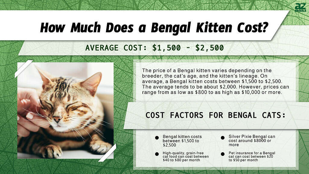 Cost chart for owning a Bengal Cat.