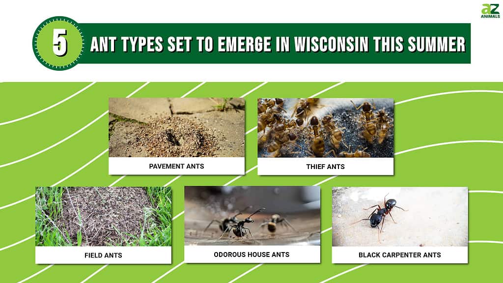5 Types of Ants Set to Emerge in Wisconsin