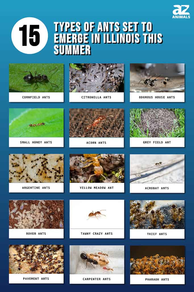 ants in summer Illinois