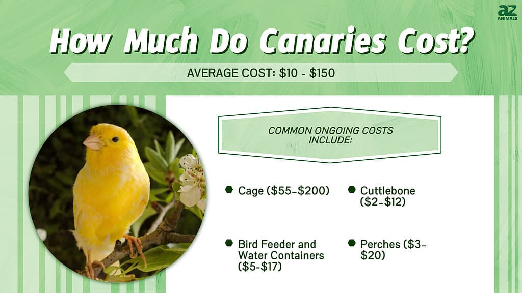 How Much Do Canaries Cost? infographic