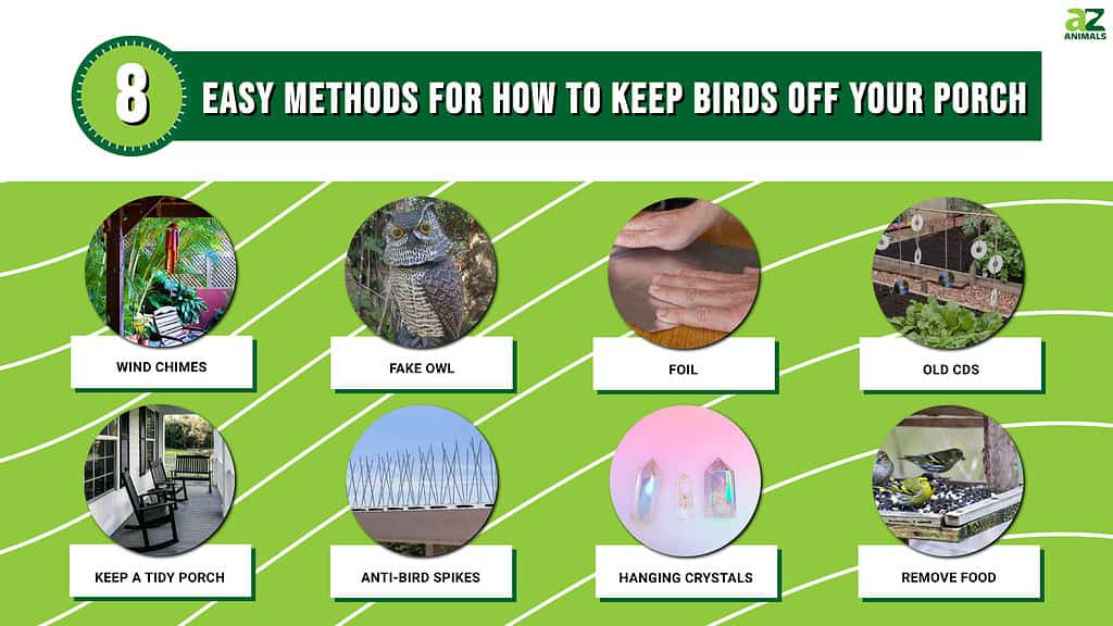 8 Easy Methods for How to Keep Birds off Your Porch