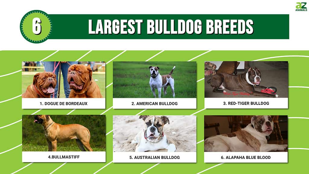 Discover the Top 6 Largest Bulldog Breeds - A-Z Animals