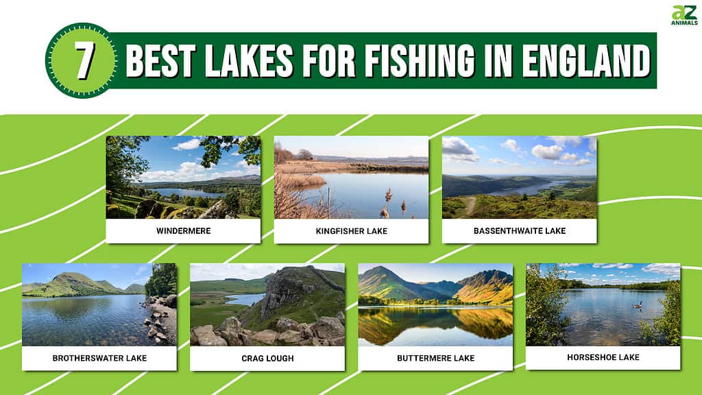 The 7 Best Lakes for Fishing in England - A-Z Animals
