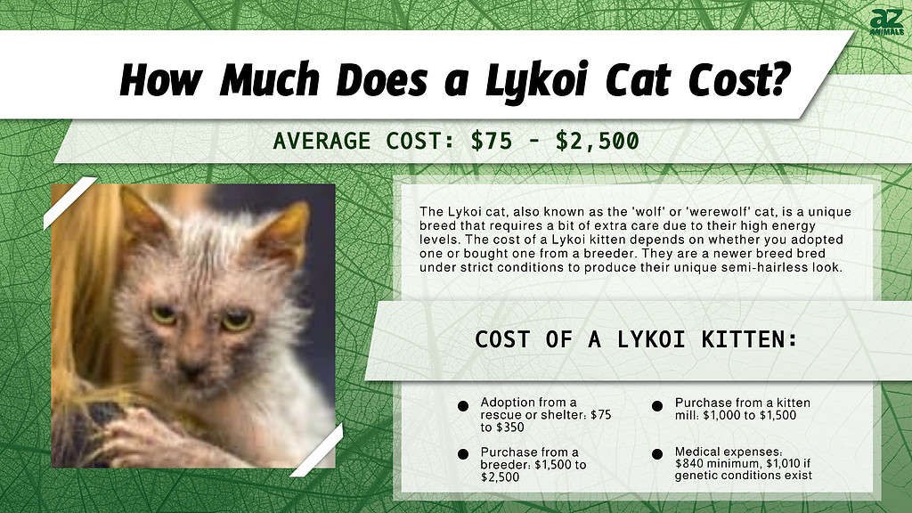 Chart of costs associated with owning a Lykoi cat.