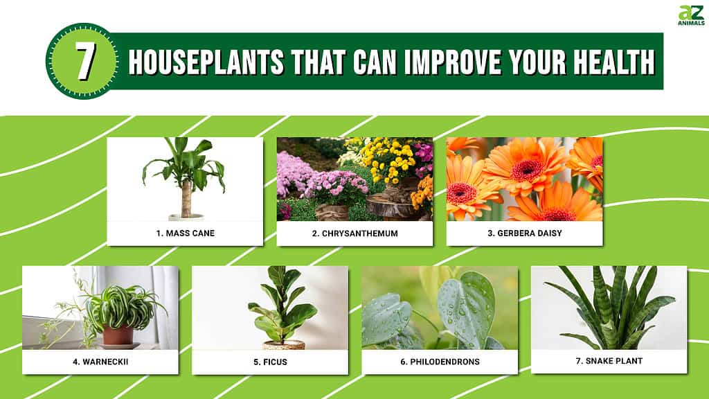 7 houseplants that improve health