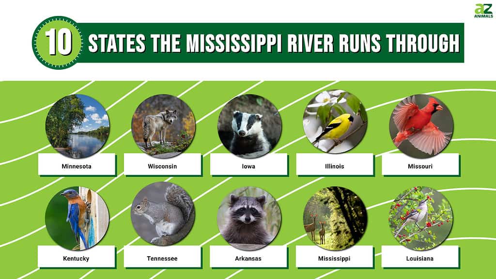 Picture graph of Every State the Mississippi River Runs Through