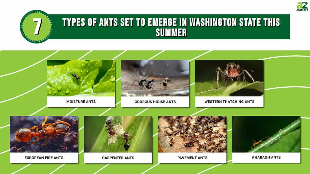 7 Types of Ants Set to Emerge in Washington This Summer