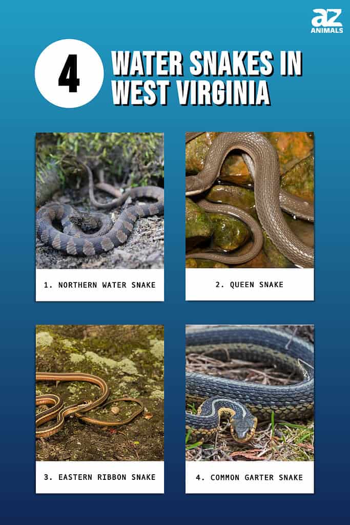 Infographic of 4 Water Snakes in West Virginia