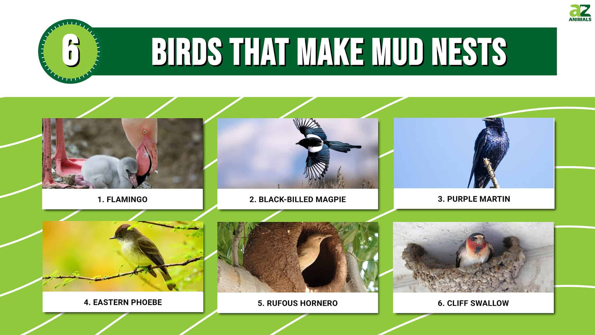 6 Birds That Make Mud Nests - A-Z Animals