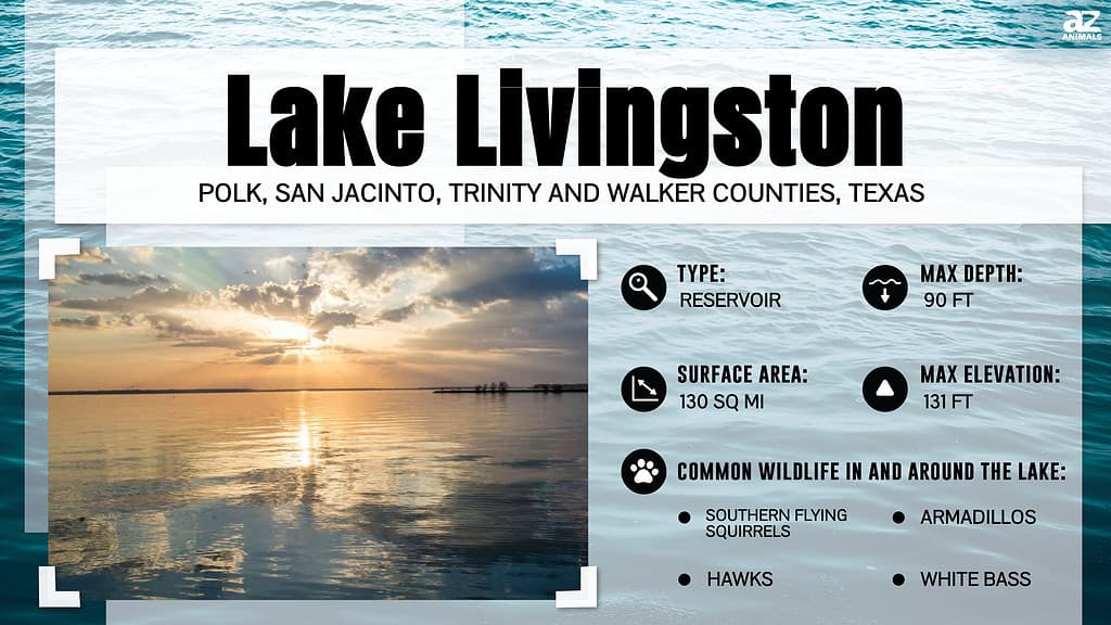 Infographic for Lake Livingston in Texas.