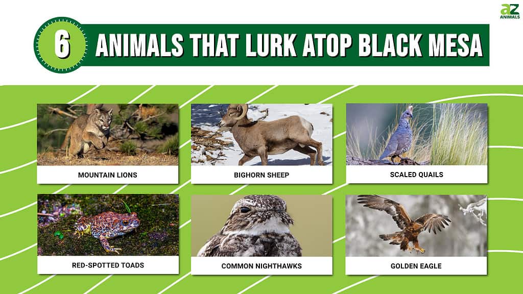 6 Animals That Lurk Atop Black Mesa