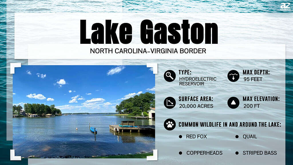 Lake Gaston Fishing, Size, Depth, And More - A-Z Animals