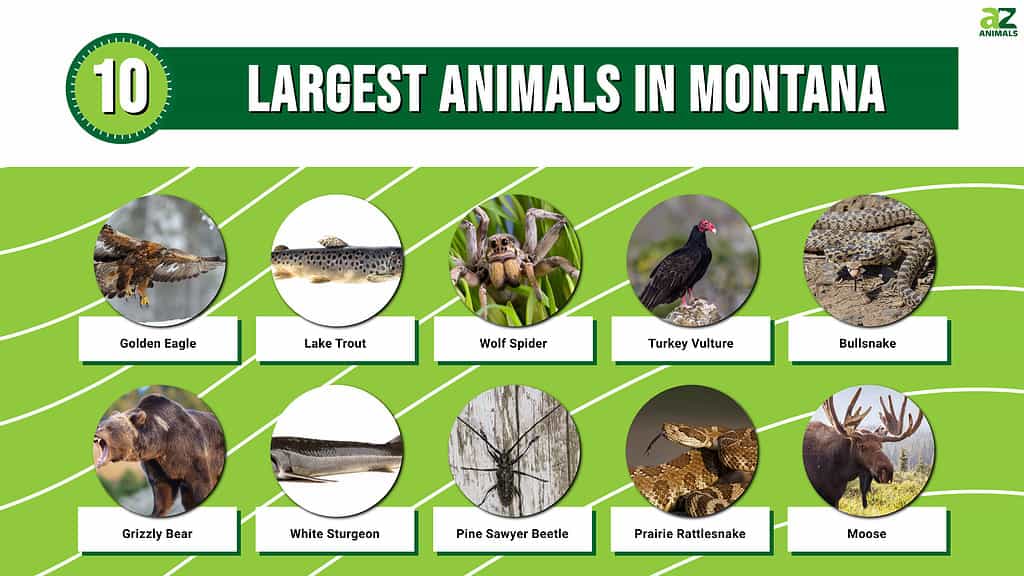 Picture graph of the 10 Largest Animals in Montana.
