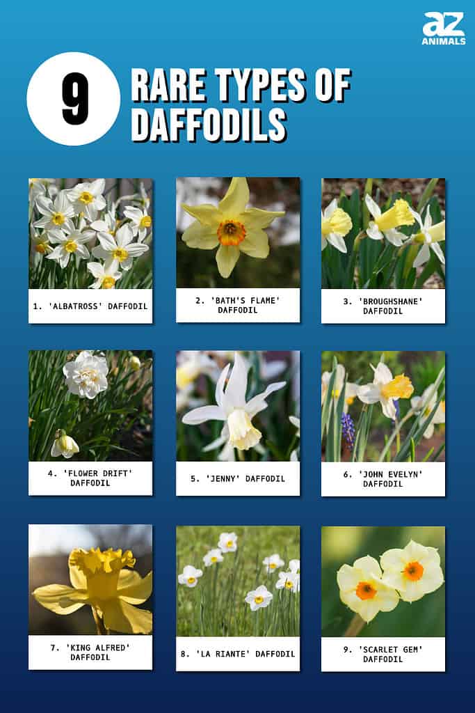 9 Rare Types of Daffodils infographic