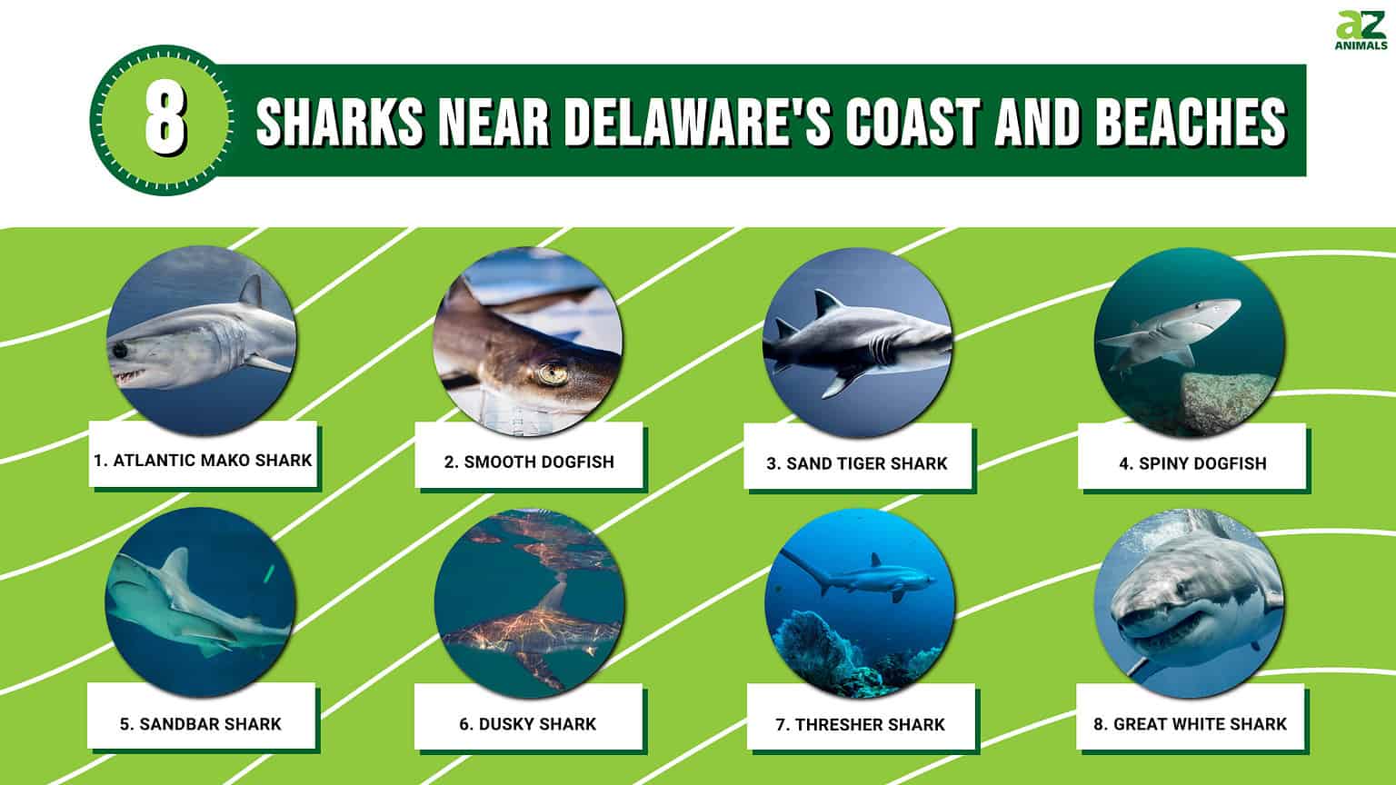 8 Sharks Near Delaware's Coast and Beaches AZ Animals