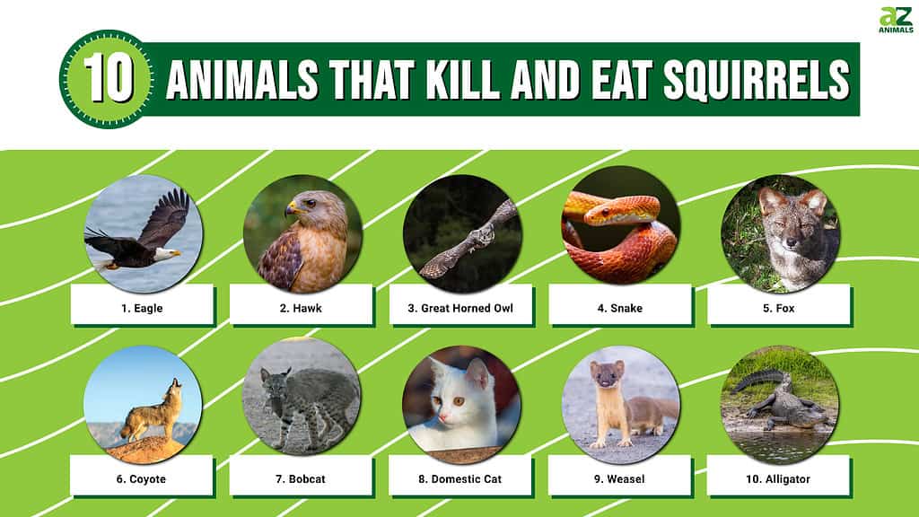 Infographic of 10 Animals That Kill and Eat Squirrels