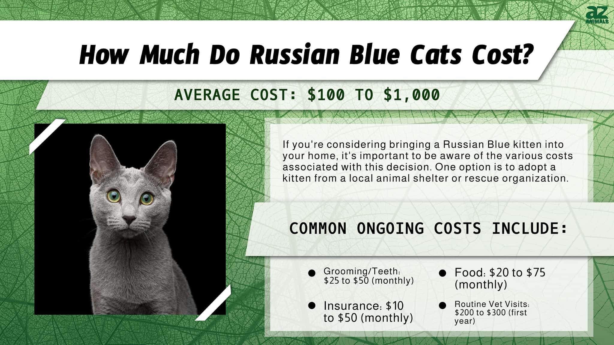 Russian Blue Cat Prices in 2024: Purchase Cost, Vet Bills, & Other ...