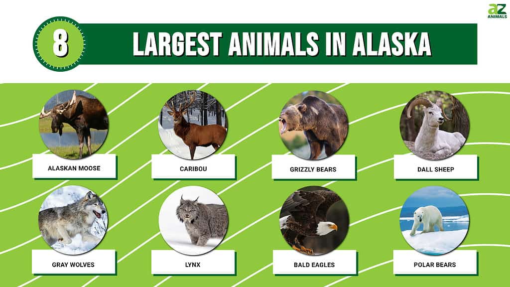 Picture graph of the 8 Largest Animals in Alaska.
