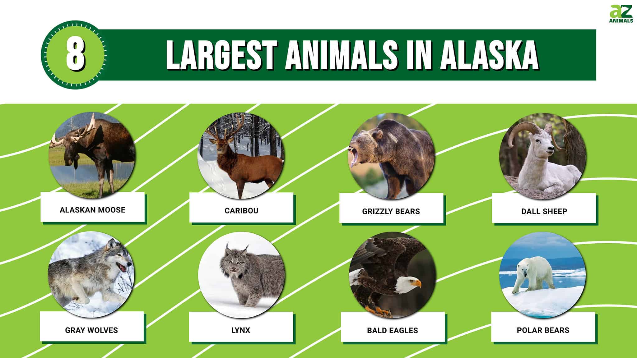 Discover The 8 Largest Animals In Alaska, and Where You'll Find Them ...