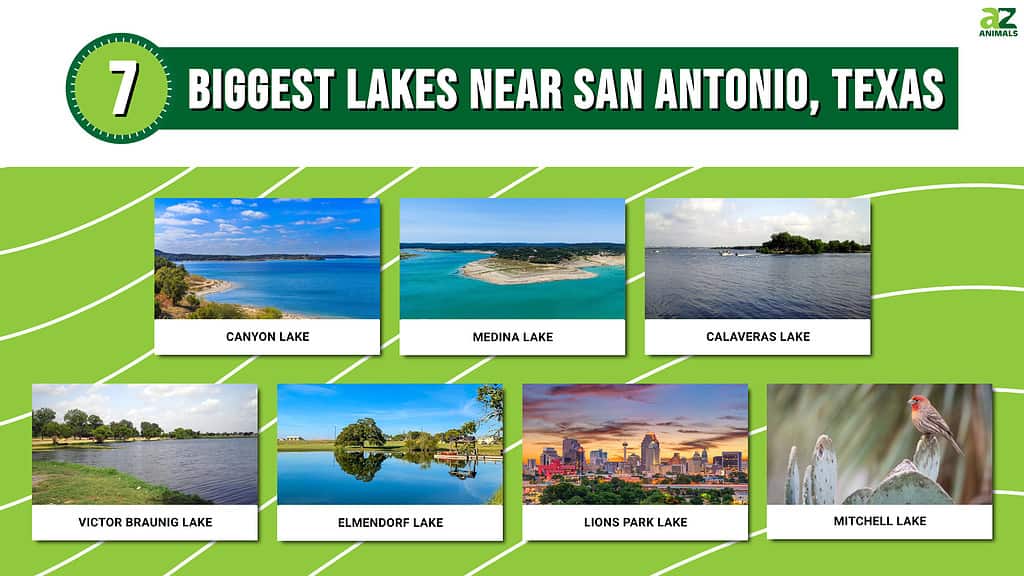 Picture graph of the 7 Biggest Lakes Near San Antonio, Texas.