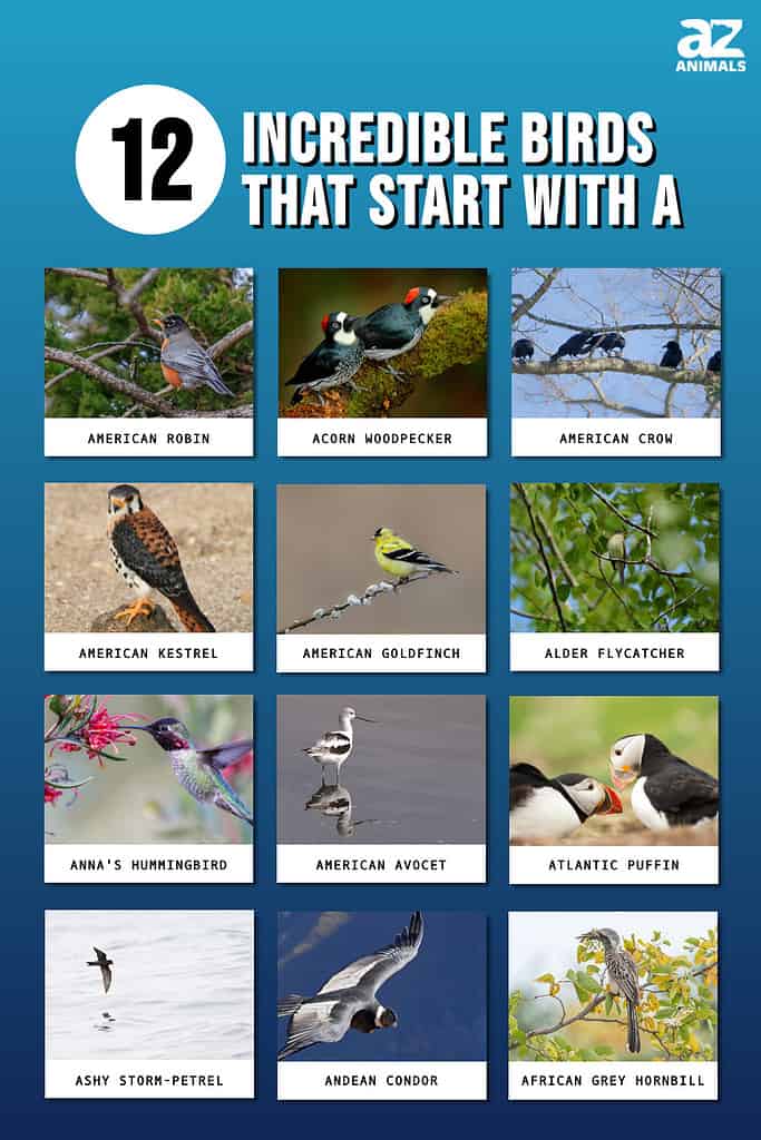 12 Incredible Birds That Start With A