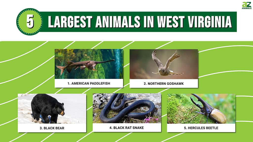 Infographic of 5 Largest Animals in West Virginia