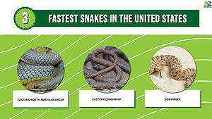 The Top 3 Fastest Snakes in the United States Have Unbelievable Speed ...