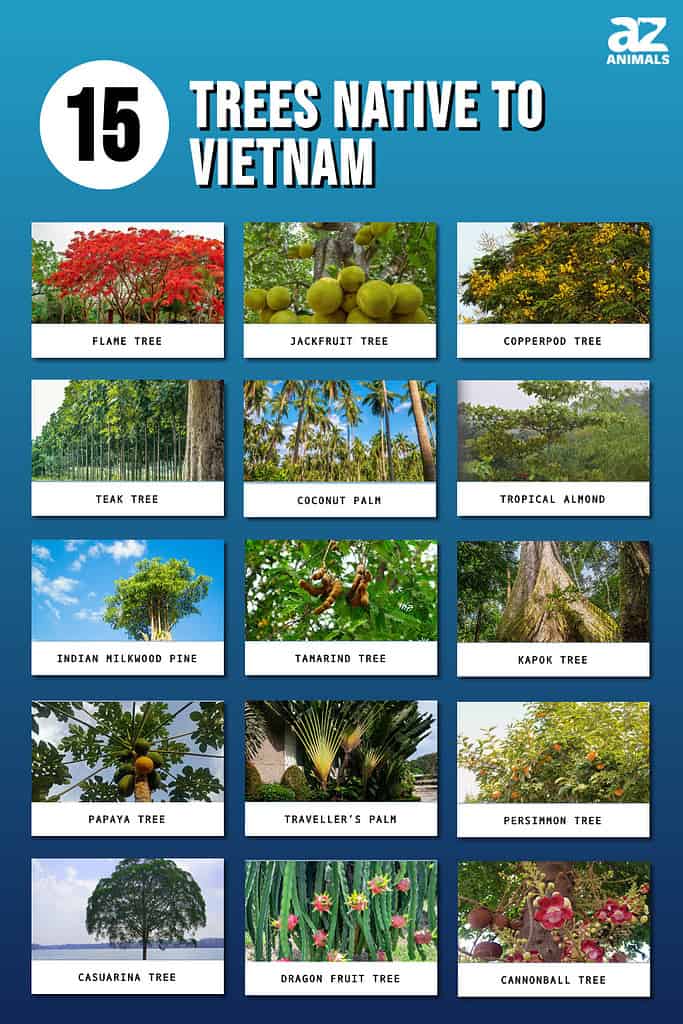 15 Trees Native to Vietnam