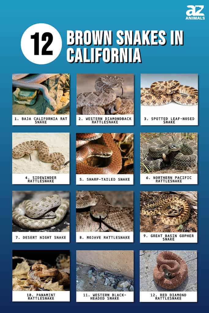 Infographic of 12 Brown Snakes in California