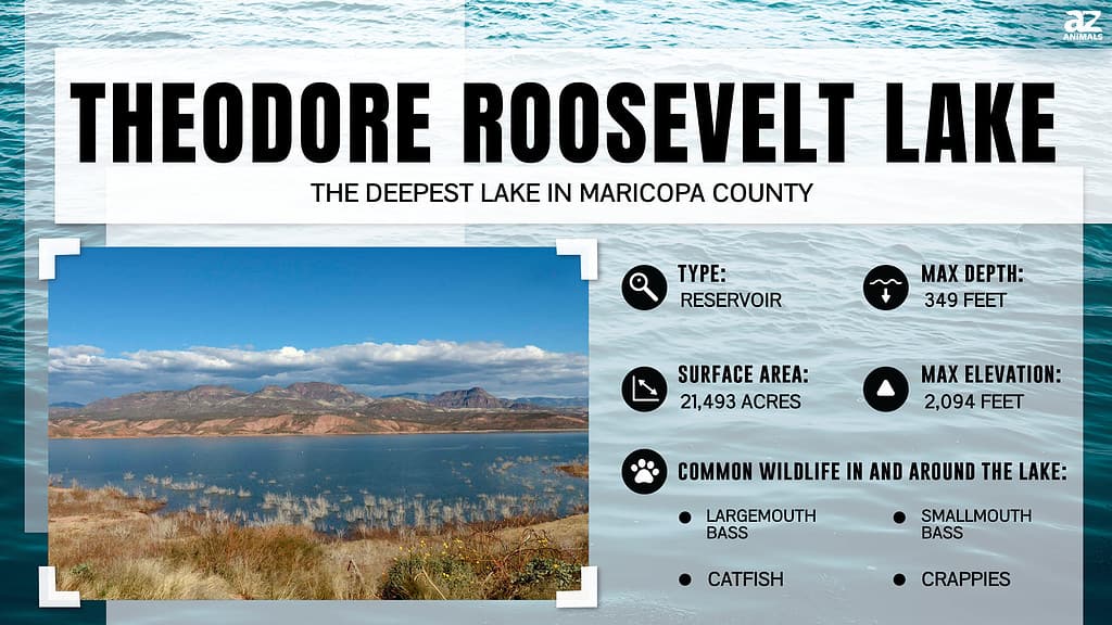 Infographic of Theodore Roosevelt Lake