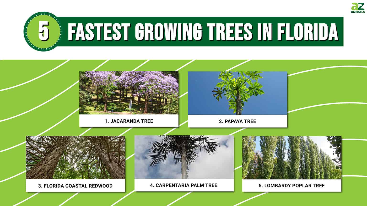 Discover the 5 Fastest Growing Trees in Florida - A-Z Animals