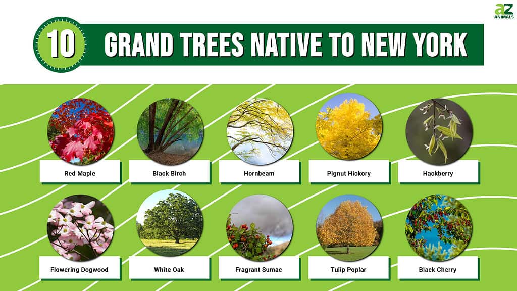 Picture graph of 10 Grand Trees Native to New York.