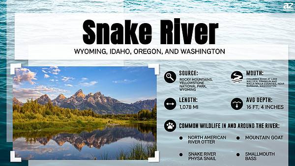 Meet 6 Snakes of the Snake River A Z Animals