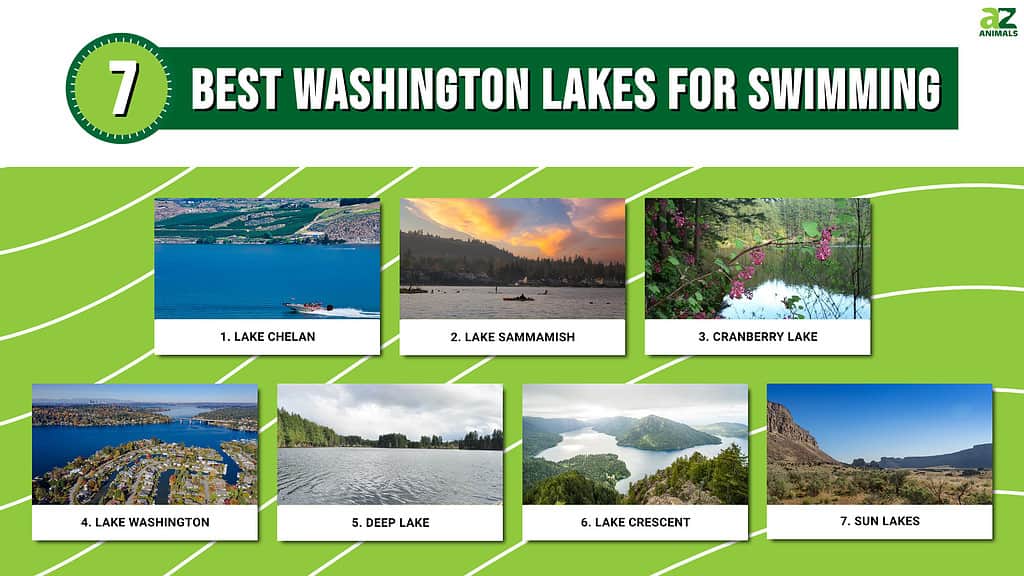 Infographic of 7 Best Washington Lakes for Swimming