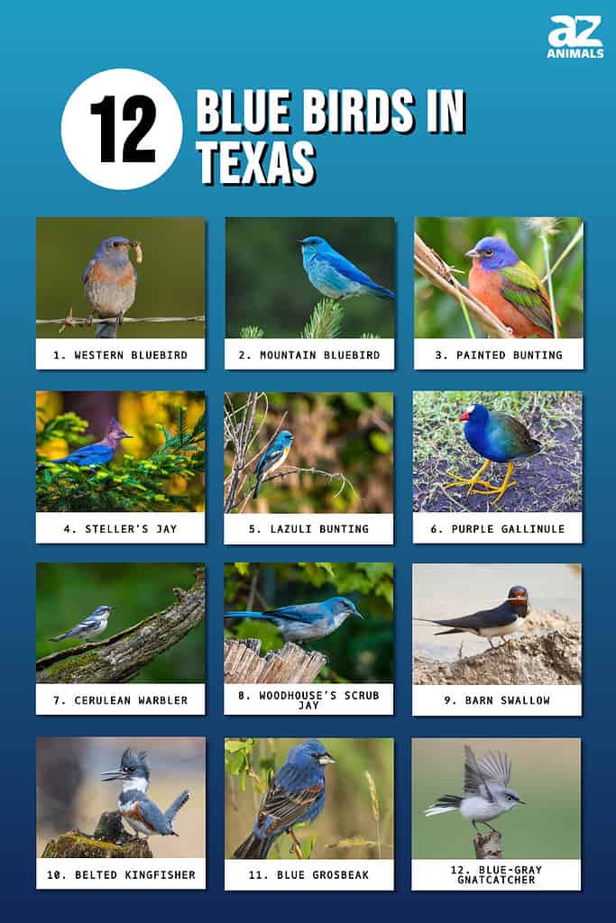 Infographic of 12 Blue Birds in Texas