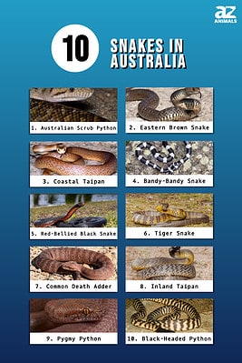 10 Snakes In Australia - A-Z Animals