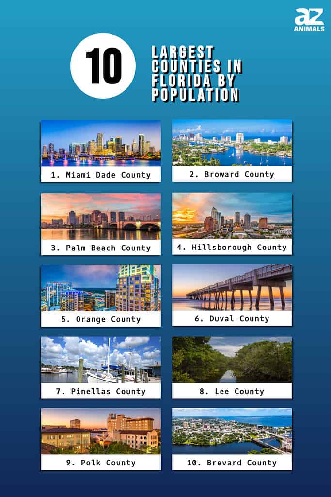 Infographic of 10 Largest Counties in Florida by Population