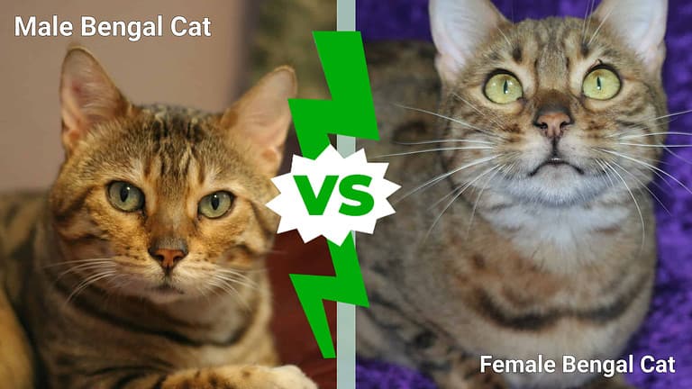 Male vs. Female Bengal Cats