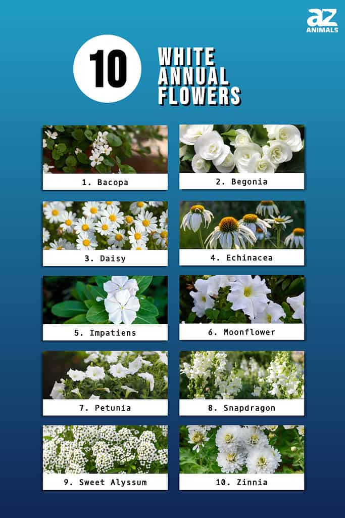 Infographic of 10 White Annual Flowers
