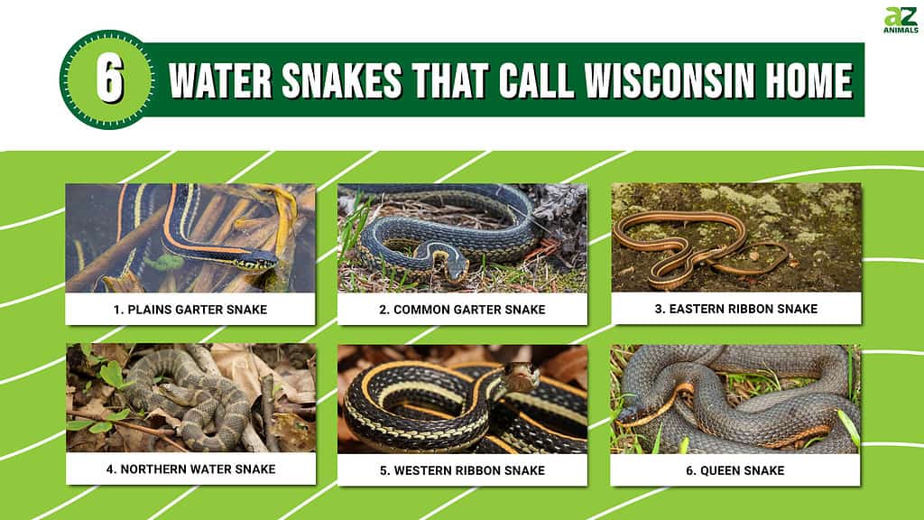 6 Water Snakes That Call Wisconsin Home