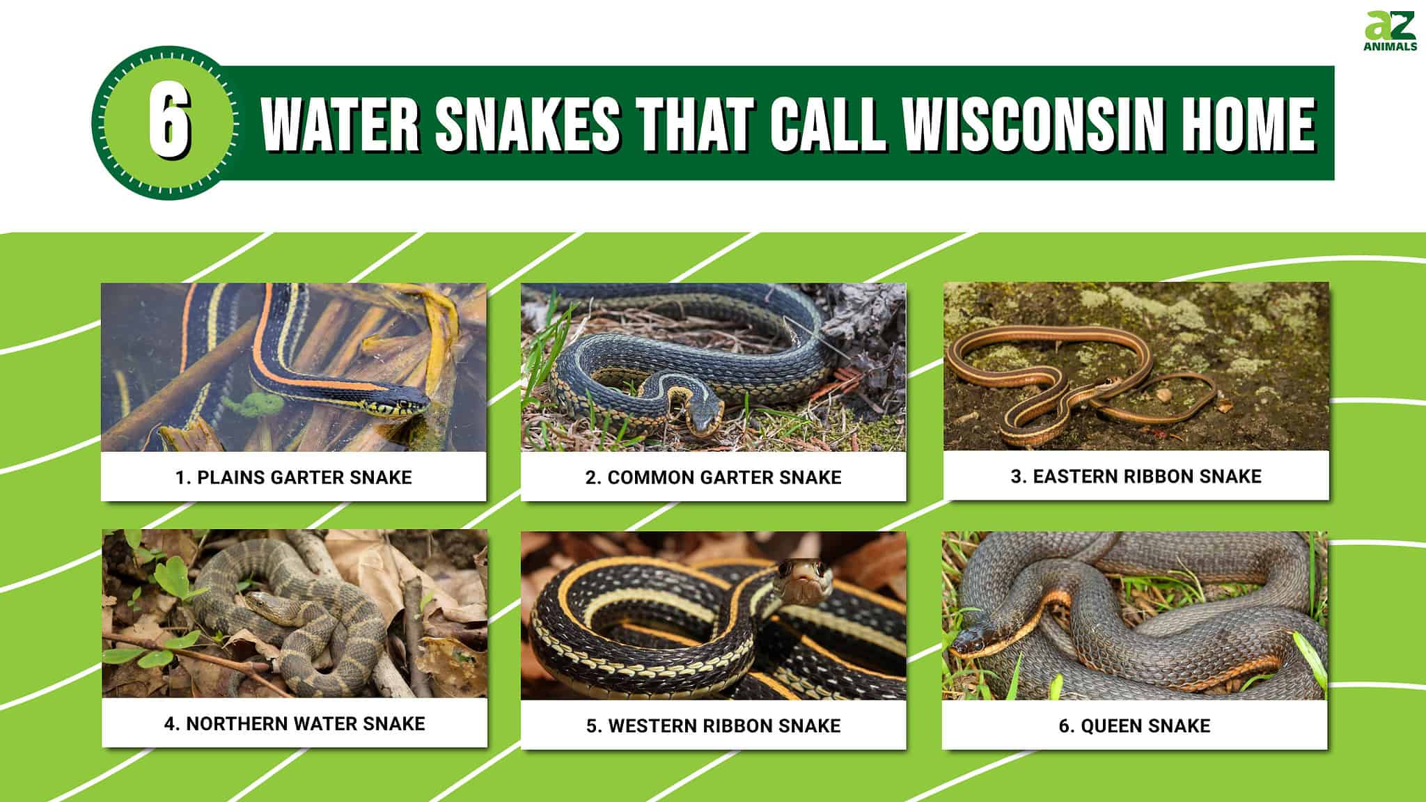 These 6 Water Snakes Call Wisconsin Home. Are Any Dangerous? - A-Z Animals