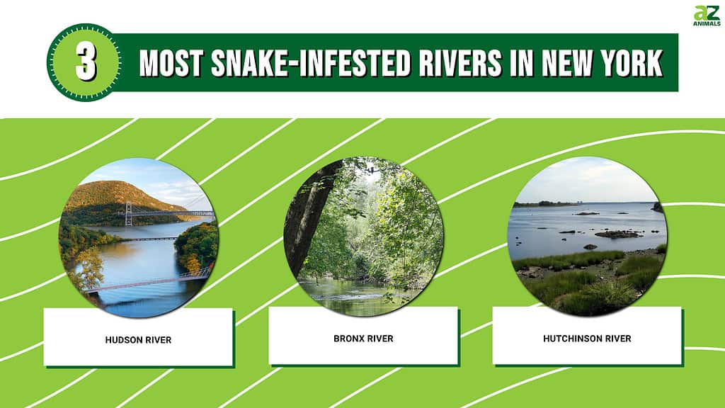 3 Most Snake-Infested Rivers in New York