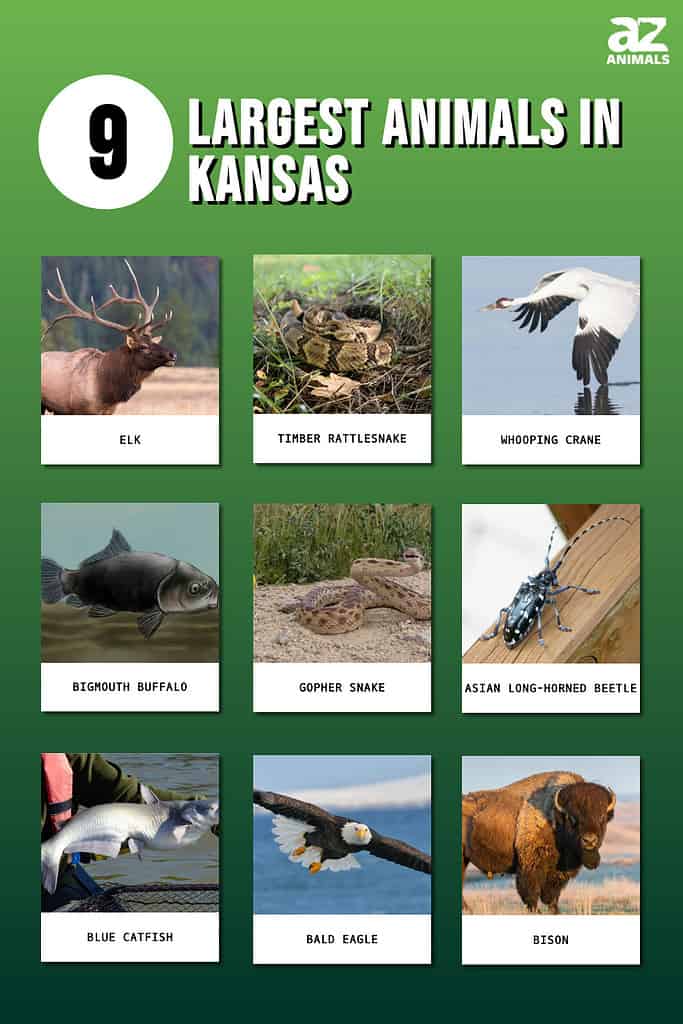 Picture graph of the 9 Largest Animals in Kansas