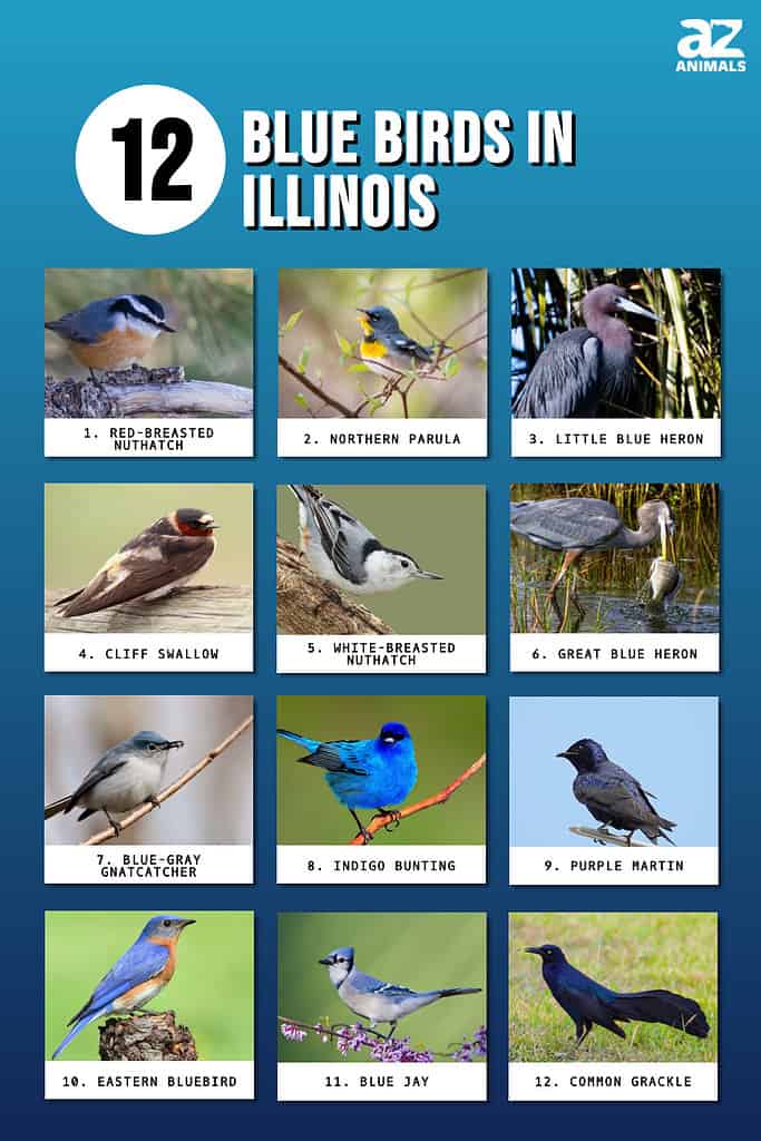 Infographic of 12 Blue Birds in Illinois 