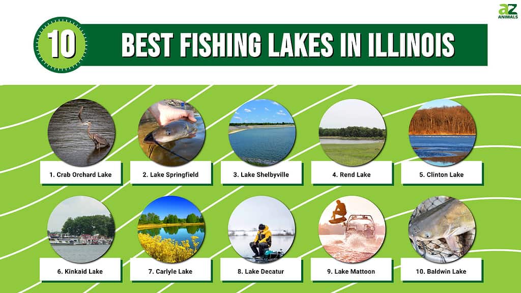 10 best fishing lakes in Illinois