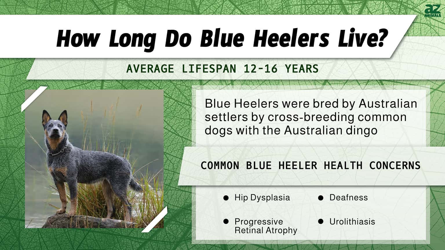 Blue Heeler Lifespan: How Long Do These Pups Live? - A-Z Animals