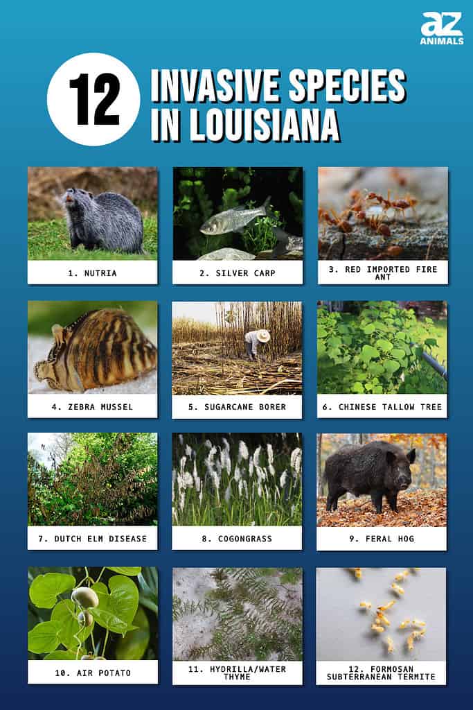 invasive species animals in water