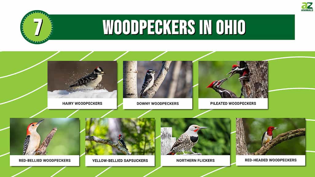 Picture graph of 7 Woodpeckers in Ohio
